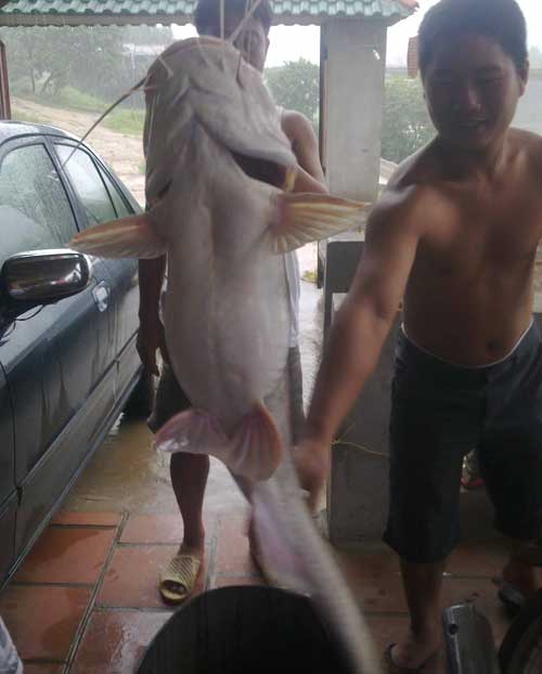 Bắt được cá lăng “khủng” nặng 54kg - 3