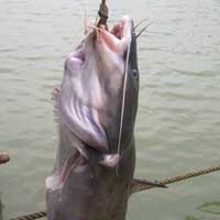 Tin tức trong ngày - Bắt được cá lăng “khủng” nặng 54kg