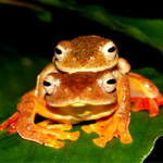 Lạ kỳ ếch đổi màu, đỏ rực khi “làm tình”... ở VN