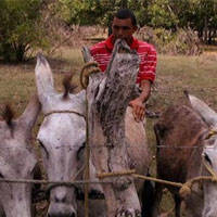 Kỳ lạ tập quán “sex” với… lừa