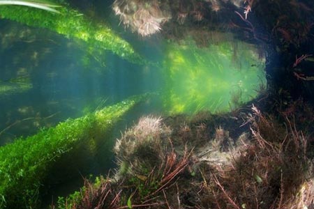 Cảnh tượng tuyệt đẹp dưới những dòng sông 'trinh nữ' - 3