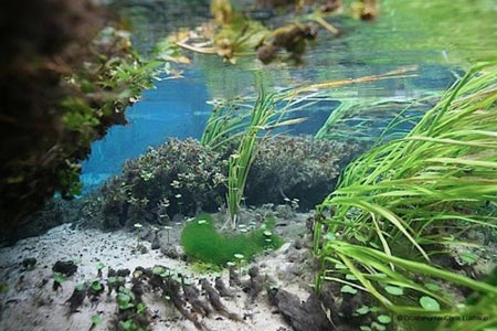 Cảnh tượng tuyệt đẹp dưới những dòng sông 'trinh nữ' - 12