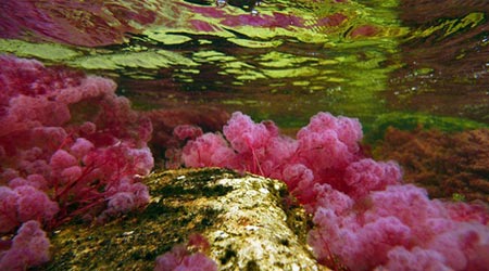 Cảnh tượng tuyệt đẹp dưới những dòng sông 'trinh nữ' - 13