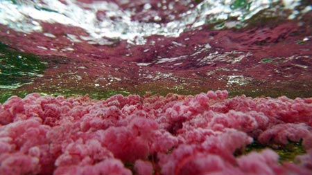 Cảnh tượng tuyệt đẹp dưới những dòng sông 'trinh nữ' - 2