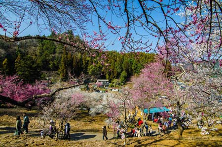 Ngắm vườn hoa mơ tuyệt đẹp ở thành phố Ome - 3