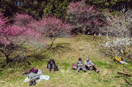 Ngắm vườn hoa mơ tuyệt đẹp ở thành phố Ome - 4