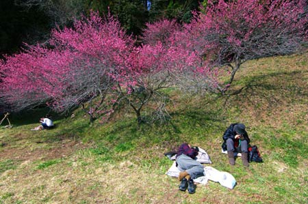 Ngắm vườn hoa mơ tuyệt đẹp ở thành phố Ome - 5