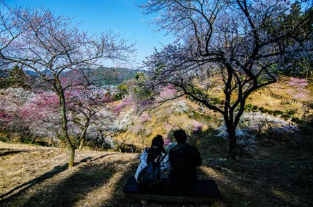 Ngắm vườn hoa mơ tuyệt đẹp ở thành phố Ome - 6