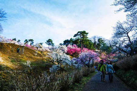 Ngắm vườn hoa mơ tuyệt đẹp ở thành phố Ome - 7