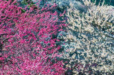 Ngắm vườn hoa mơ tuyệt đẹp ở thành phố Ome - 8