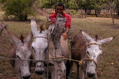 Kỳ lạ tập quán “sex” với… lừa - 4