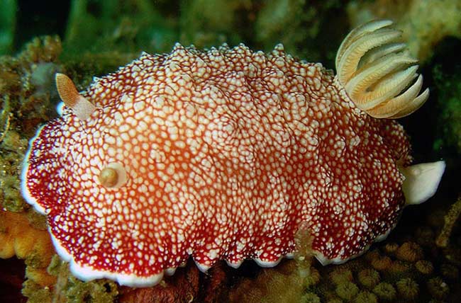 Loài sên biển “có một không hai” kể trên có tên khoa học là Chromodoris reticulata, được các nhà khoa học Nhật Bản tìm thấy ở Thái Bình Dương.
