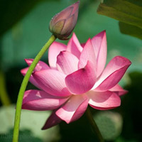 Không có chỉ thị ép dân dùng Quốc hoa