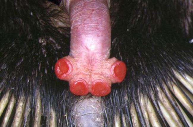 Bộ phận sinh dục của thú lông nhím có 4 đầu. Khi \'quan hệ\', 2 đầu của bộ phận sinh dục đóng lại, trong khi 2 đầu khác thả tinh dịch vào bộ phận sinh dục con cái. Lần \'quan hệ\' sau, chúng đổi đầu khác.
