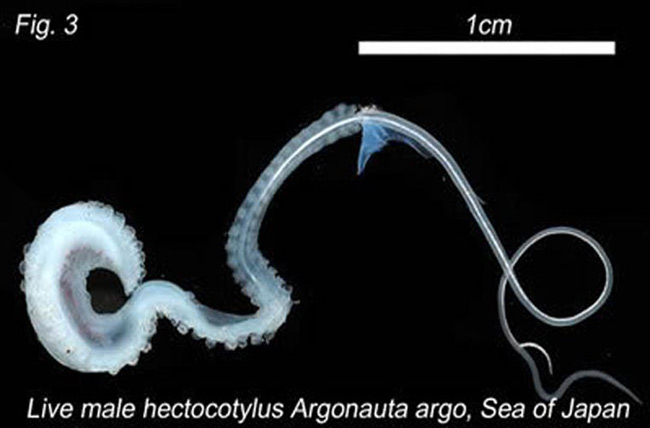 Mực argonaut là một trong những loài có dương vật thuộc dạng kỳ quái nhất. Khi bơi quanh để tìm thức ăn, dương vật của loài này tự tách ra và đi tìm bộ phận sinh dục của con cái.