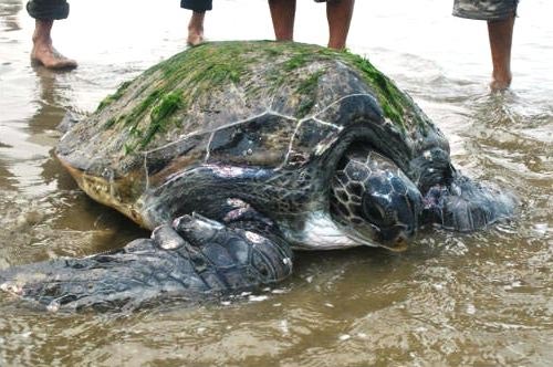 Thanh Hoá: Rùa "khủng" mắc lưới ngư dân - 1