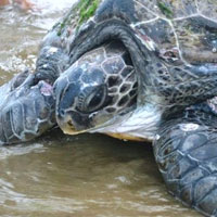Tin tức trong ngày - Thanh Hoá: Rùa "khủng" mắc lưới ngư dân