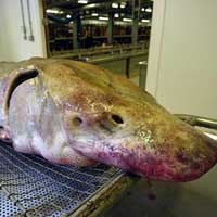 Tin tức trong ngày - TQ: Câu được cá "khủng" rồi bị cá… dìm chết