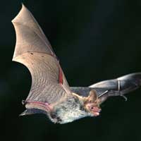 Tin tức trong ngày - Virus mới gây chết người, nguy hiểm hơn SARS