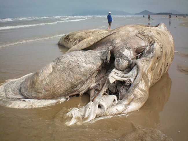 Sáng 3/3/2009, một con cá voi khổng lồ đã chết trôi dạt vào bờ biển xã Cẩm Dương, huyện Cẩm Xuyên, tỉnh Hà Tĩnh. Xác con cá voi đã không còn nguyên vẹn, chiều dài đo được gần 12m, ước tính trọng lượng lên đến gần 10 tấn. Đặc biệt, lúc mới phát hiện con cá có cả một cái ngà dài 2m phía trên đầu (đã biến mất sau đó). Con cá xấu số đã được chôn cất để đảm bảo vệ sinh môi trường.