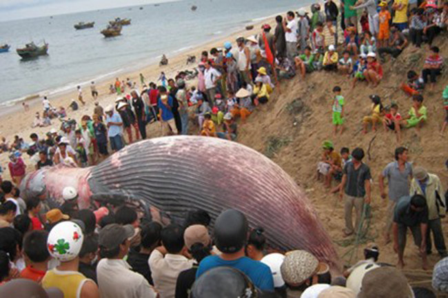 Ngày 16/9/2012, xác con cá voi dài trên 12m, nặng trên 7 tấn đã trôi dạt vào gần cửa biển thuộc khu phố 13, thị trấn Liên Hương (Tuy Phong, Bình Thuận). Cá voi đã được đưa vào bờ. tiến hành các nghi lễ truyền thống, sau đó an táng xác cá cách xa dân cư để đảm bảo vệ sinh môi trường.