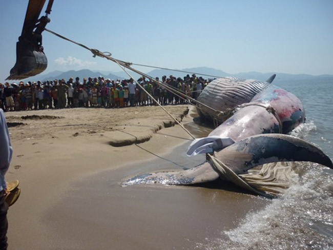 Ngày 3/7/2011 ngư dân phường Đông Hải, TP Phan Rang – Tháp Chàm, tỉnh Ninh Thuận đã phát hiện một xác cá voi dài hơn 12m, nặng trên 8 tấn cách bờ biển 60 hải lý. Theo tín ngưỡng địa phương, xác cá đã được kéo vào bờ tiến hành nghi lễ chôn cất trịnh trọng.