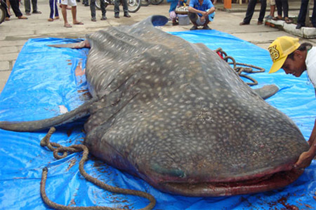Khoảng 18 giờ ngày 30/9/2010, ngư dân thị trấn Gành Hào, huyện Đông Hải, tỉnh Bạc Liêu đã phát hiện một con cá Nhám voi dài 6m, nặng khoảng gần 4 tấn mắc lưới trong tình trạng suy kiệt, gần chết. Con cá đã được đưa vào bờ và cúng theo tục lệ. theo nguyện vọng của người dân, cá đã được bỏ nội tạng, giữ lại xác ướp phoóc-môn để trưng bày.