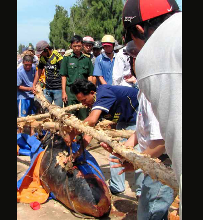 Từ ngày 18 - 20/12/2012, đã có 4 con cá voi gặp nạn ven biển Bạc Liêu, trọng lượng dao động từ 50-700kg. Ba con trong số đã chết, một con được cứu hộ thành công và trả về biển. Những con cá chết đã được chôn cất tại khuôn viên khu Quán âm Phật theo nghi thức của dân vùng biển.
