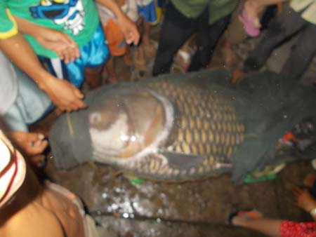 Vĩnh Long: Bắt được cá hô "khủng" gần 120kg - 1