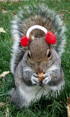 10 câu chuyện kỳ quặc nhất 2013 (P1) - 5