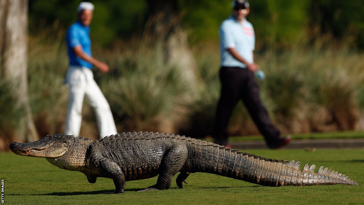 Chú cá sấu đi lang thang ở lỗ gôn số 14 ở giải Zurich Classic tại Louisiana.
