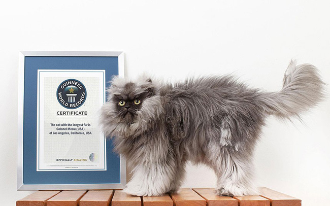 Chú mèo Colonel Meow giành kỷ lục thế giới 2014 cho vị trí con mèo có bộ lông dài nhất: 9 inch, tương đương 22,87cm.
