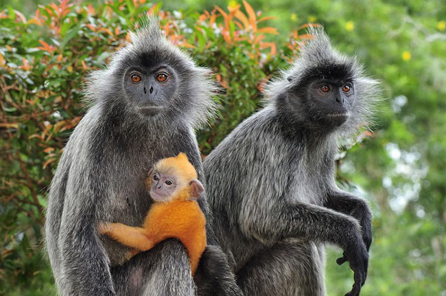 Ống kính nhiếp ảnh gia thiên nhiên Thomas Marent đã chụp được hình ảnh quý giá về gia đình nhà voọc bạc lá màu da cam ở trong rừng quốc gia Kuala Selangor thuộc Malaysia. Khi sinh ra nó đã có màu cam và dần khi trưởng thành chuyển thành màu xám.
