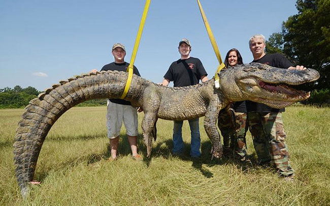 Jimmy Greer, Dalco Turner, Jennifer Ratcliff, John Ratcliff đã tạo một kỷ lục khi bắt được con cá sấu nặng 741,5 pound (hơn 336 kg) vào buổi sáng chủ nhật, ngày 8/9/2013, trong một khu vực đầm lầy ở sông Mississippi, gần Port Gibson, nước Mỹ. Trước đó kỷ lục thuộc về nhóm bắt được cá sấu nặng 727 pound (hơn 329 kg).
