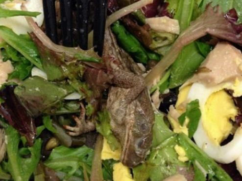 Kinh hoàng phát hiện ếch chết trong món salad - 1