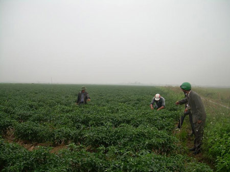 “Xã triệu phú” nhờ trồng ớt - 1