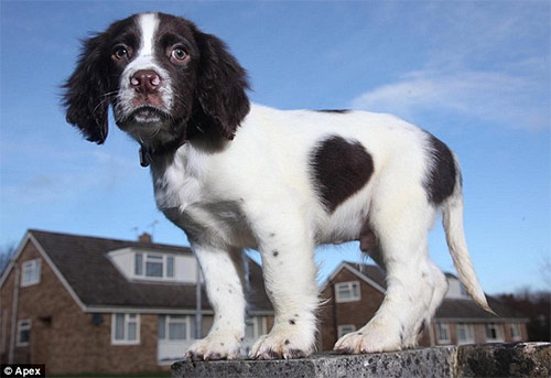 Chú chó có đốm lông hình trái tim - 3