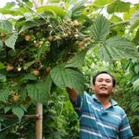 Thị trường - Tiêu dùng - Thu tiền tỷ từ nghề trồng "cây lạ"