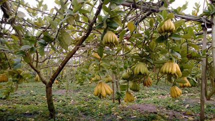 Làng tỷ phú nhờ “bàn tay Phật” - 2