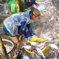 Thị trường - Tiêu dùng - Cứu ngành cá tra: Dẹp loạn đầu mối xuất khẩu