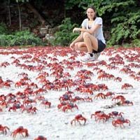 Tin tức trong ngày - Ảnh đẹp: Hàng triệu cua đỏ di cư từ rừng ra biển