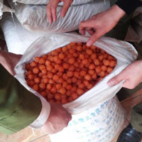 Thị trường - Tiêu dùng - 20 tấn mì chính và ô mai TQ tuồn về dịp Tết