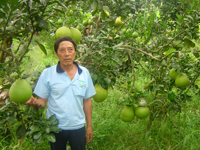Theo chia sẻ của những người nông dân ở xã Phú Tân, Châu Thành, Hậu Giang, muốn làm bưởi hồ lô, khâu chọn giống là quan trọng nhất. Bưởi phải là loại Năm Roi không hạt.
