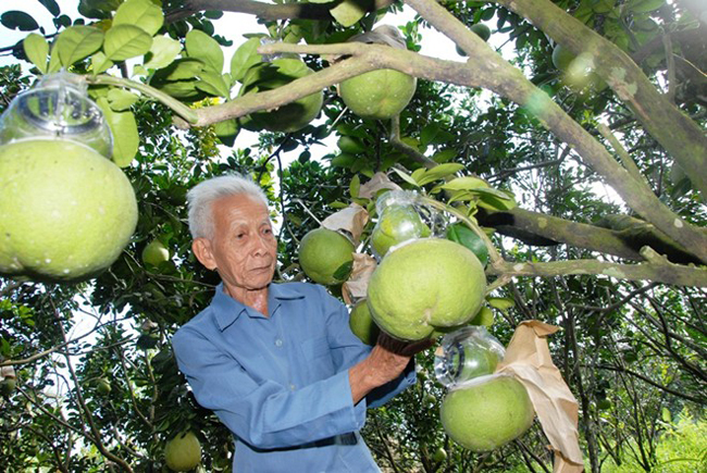 Trong nhiều trái bưởi trên cây, nhà vườn sẽ chọn một số ít trái đẹp nhất để làm bưởi hồ lô, thông thường  khoảng 5-10 trái/cây (10-15%), số còn lại sẽ để chúng phát triển bình thường bán thương mại.
