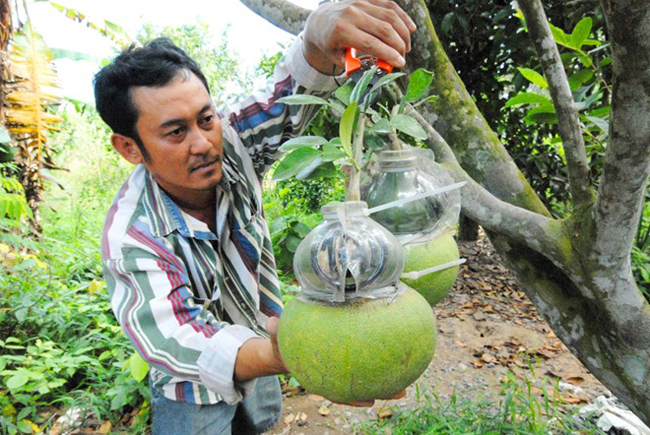 Ngoài ra, năm nay các nhà vườn còn tạo hình được những cặp đôi bưởi hồ lô rất ấn tượng.
