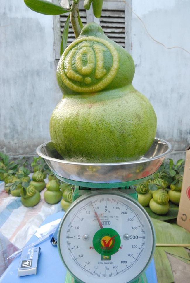Một số nhà vườn cũng đã thu hoạch những trái bưởi đầu tiên làm mẫu quảng bá cho dịp tết Giáp Ngọ 2014 hoặc để chưng trong các đám tiệc ở nông thôn. Mỗi trái bưởi hồ lô thông thường  nặng từ 1,8 -2,5 kg.
