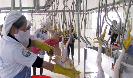 Bắc Giang: 4 triệu gà đồi cho thị trường Hà Nội - 1