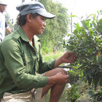 Thị trường - Tiêu dùng - Người trồng mai thấp thỏm vì... trời lạnh