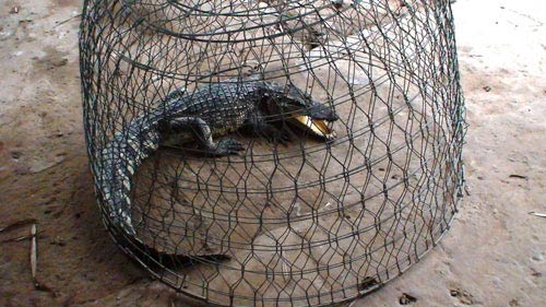 TP.HCM: Đi cắt cỏ, bắt được cá sấu dài 1m - 1