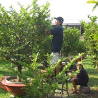 Thị trường - Tiêu dùng - Mai Tết: Lo mất mùa, giá thuê "khủng"